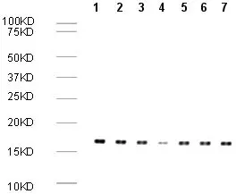 Human Histone H3 Di Methyl K9 Peptide Ab1772 Western Blot Img122009