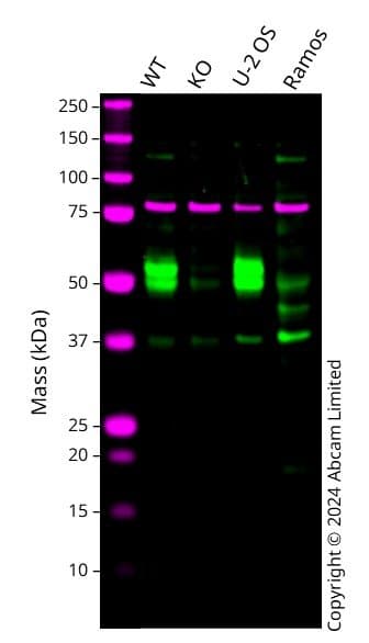 Tgf Beta 1 2 Antibody Epr5443 Ab124894  Western Blot Img436375