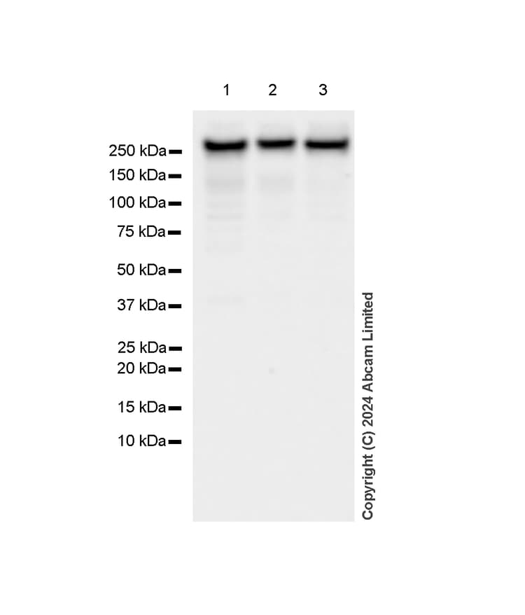 Mtor Antibody Rm1258 Ab322444  Western Blot Img438179