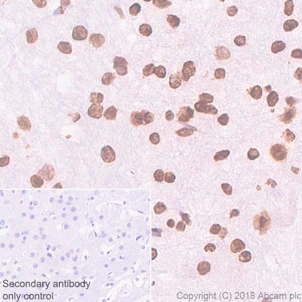 Anti-Histone H2A.Z antibody [EPR6171(2)(B)] - ChIP Grade(AB150402)