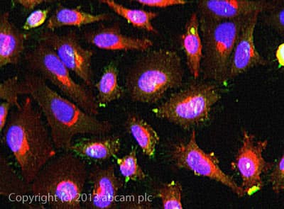 Anti-Ezrin antibody [EP886Y] - Plasma Membrane Marker(AB40839)