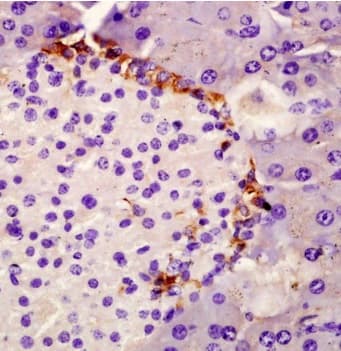 Spink1 P12 Antibody Ab203579  Immunohistochemistry Formalin Pfa Fixed Paraffin Embedded Sections Img63335