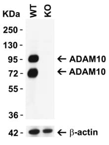Anti-ADAM10 antibody(AB1997)
