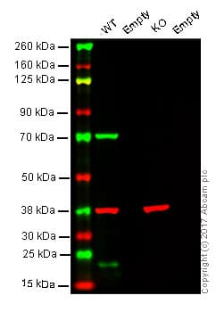 Anti-Lamin B1 antibody [EPR8985(B)] - Nuclear Envelope Marker(AB133741)