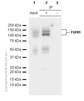 Fgfr1 Antibody Epr806y Low Endotoxin Azide Free Ab206382  Immunoprecipitation Img8880