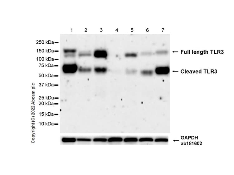 Anti-TLR3 antibody [EPR27050-89](AB307442)