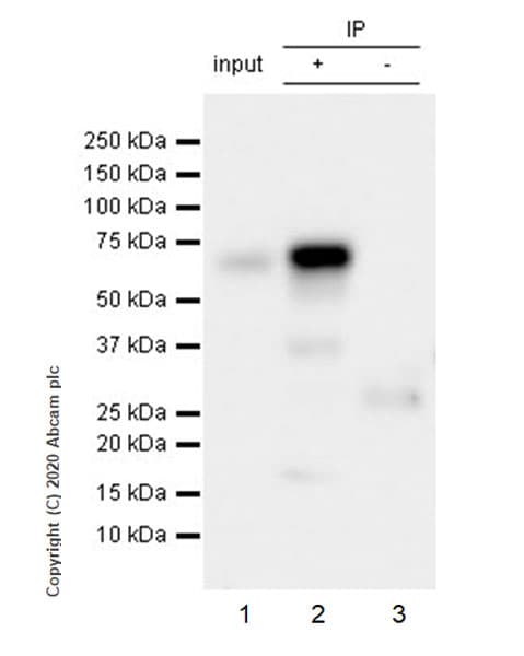 Anti-TFEB antibody [EPR22940-151](AB270604)