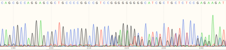 Human EGFR knockout HeLa cell line(AB255385)