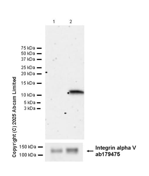 Anti-Integrin alpha V antibody [EPR16800](AB179475)