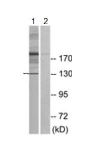 Anti-XPG antibody(AB189317)