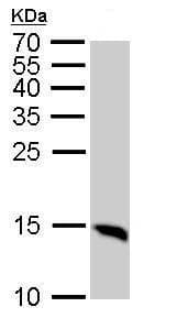 Anti-LC3B antibody - N-terminal(AB229327)