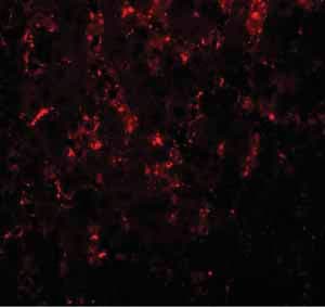 Anti-LXR alpha antibody(AB106464)