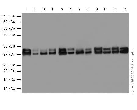 Anti-ERK1 + ERK2 antibody [EPR17526](AB184699)