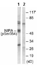 Anti-NIPA (phospho S354) antibody(AB63557)