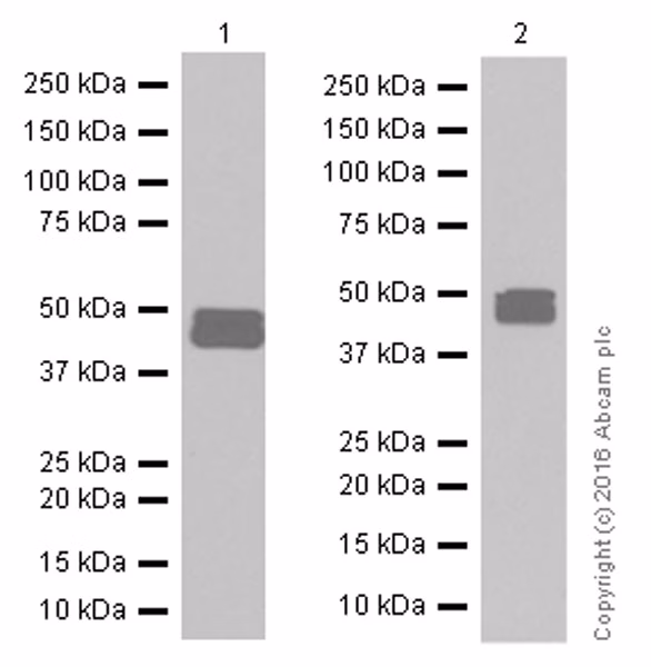 Gfap Antibody Epr1034y Ab68428  Western Blot Img13042