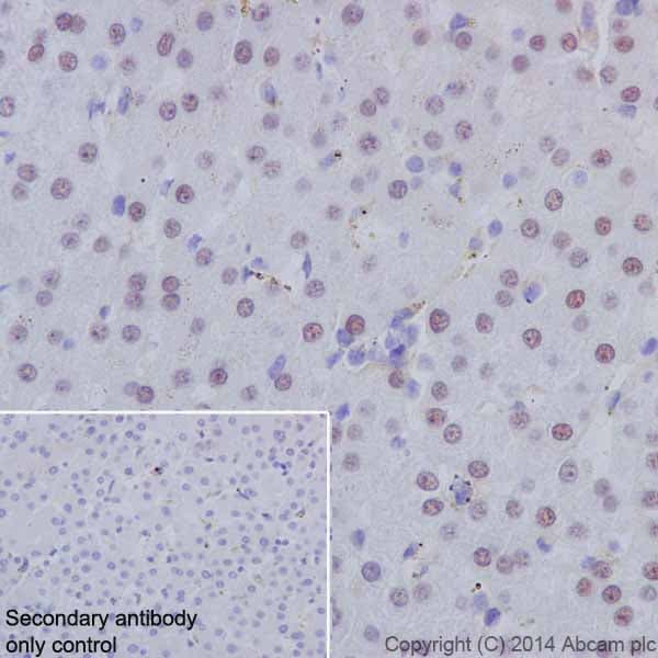 Anti-HNF-4-alpha antibody [EPR16885-99] - BSA and Azide free(AB231167)