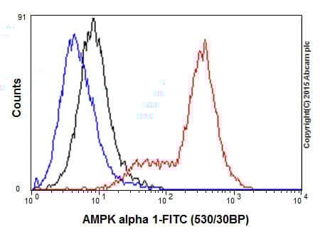 Anti-AMPK alpha 1 antibody [Y365](AB32047)