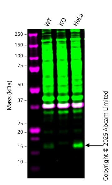 Anti-TTC11/FIS1 antibody(ab229969)