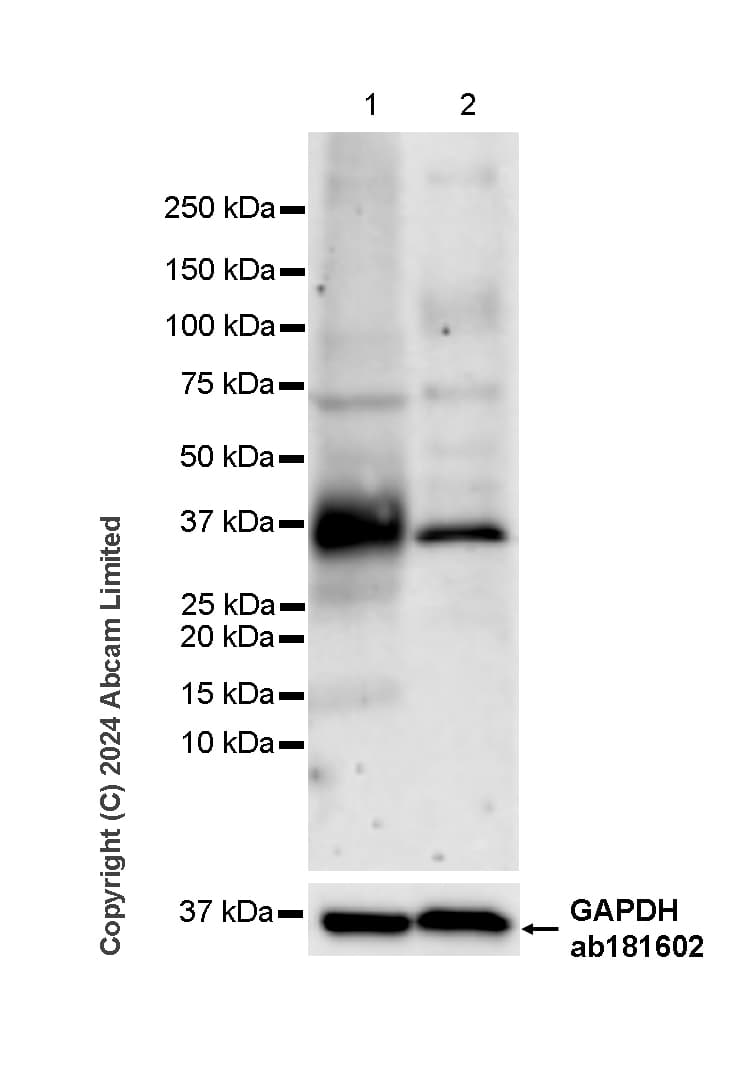 Anti-NKG2D antibody [RM1173] - BSA and Azide free(AB319163)