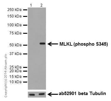 Anti-MLKL (phospho S345) antibody [EPR9515(2)](AB196436)
