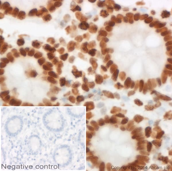 Goat Anti-Mouse IgG1 (HRP) preadsorbed(ab98693)