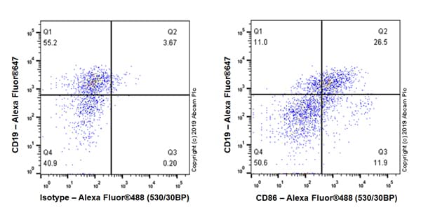 Anti-CD86 antibody [EPR22958-106](AB242142)