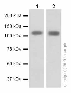 Anti-KAP1 antibody [EPR5249](AB109545)