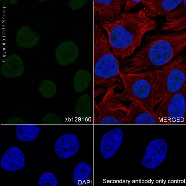 Nxf1 Antibody Epr8009 Bsa And Azide Free Ab248319  Immunocytochemistry Immunofluorescence Img49718