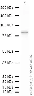 Recombinant Human Cytochrome P450 3A4/CYP3A4 protein(AB114327)
