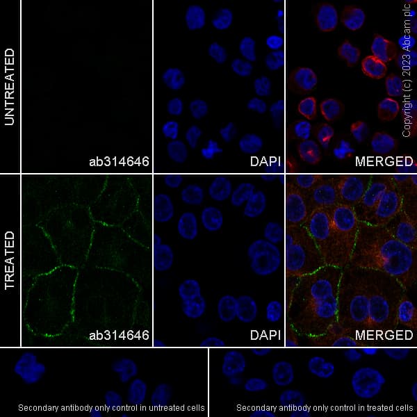 Anti-MARCO antibody [EPR26935-11] - BSA and Azide free(AB314647)