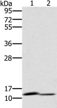 Page2 Antibody Ab198208  Western Blot Img81734