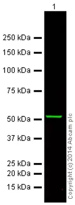 Anti-alpha Tubulin antibody [DM1A] - Loading Control(AB7291)