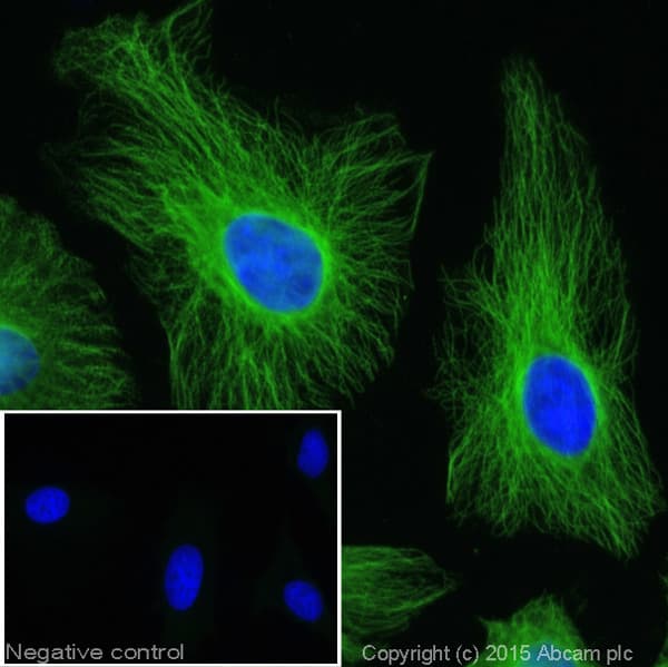 Donkey Anti-Goat IgG H&L (Alexa Fluor® 488)(AB150129)