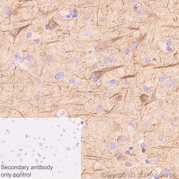Anti-NEFH antibody [EPR20020] - Chicken IgY (Chimeric) - BSA and Azide free(AB317043)