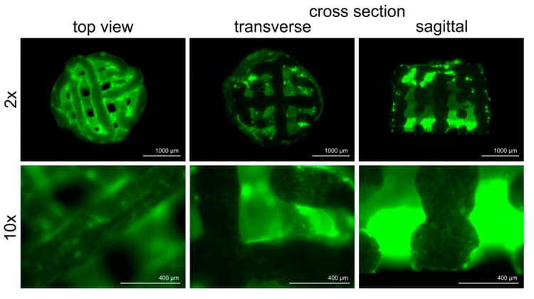 FITC Conjugation Kit (Fast) - Lightning-Link®(AB188285)