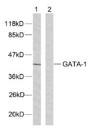 Anti-GATA1 antibody(AB28839)