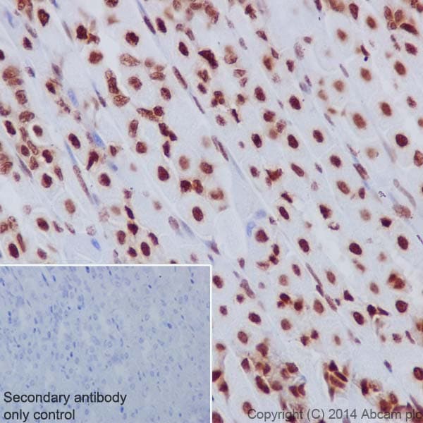 Histone H33 Antibody Epr17899 Bsa And Azide Free Ab208690  Immunohistochemistry Formalin Pfa Fixed Paraffin Embedded Sections Img129461