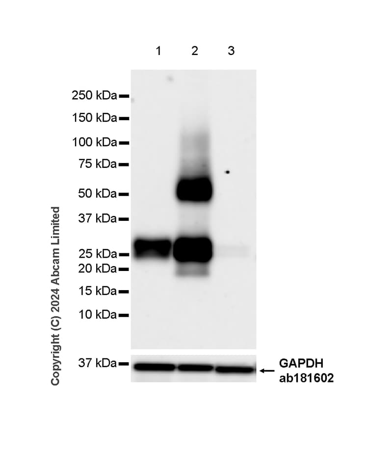 Anti-HLA DR + DP + DQ antibody [CR3/43](ab7856)