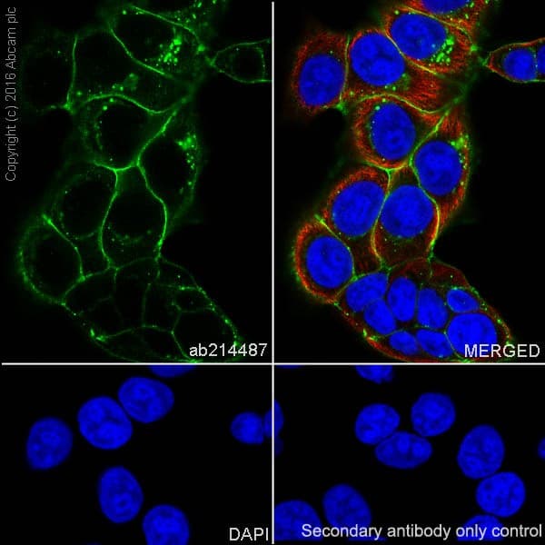Anti-Claudin 3 antibody [EPR19971](AB214487)