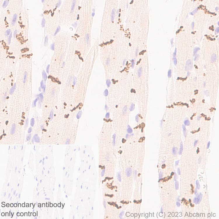 Anti-Connexin 43 / GJA1 antibody [RM1071] - BSA and Azide free(AB314909)