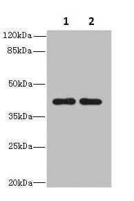 Kiaa1737 Cipc Antibody Ab235359  Western Blot Img148374