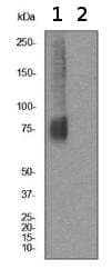 Anti-Mu Opioid Receptor antibody [UMB3] - Low endotoxin, Azide free(AB227067)