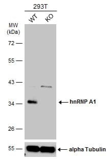 Anti-hnRNP A1 antibody(AB137780)