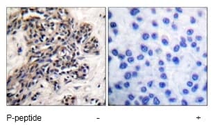 Anti-Hsp90 beta (phospho S254) antibody(AB51136)