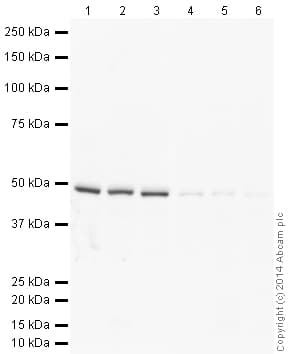 Anti-FOXG1 antibody(AB18259)