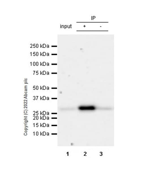 Anti-FADD antibody [EPR5030] - BSA and Azide free(AB229444)
