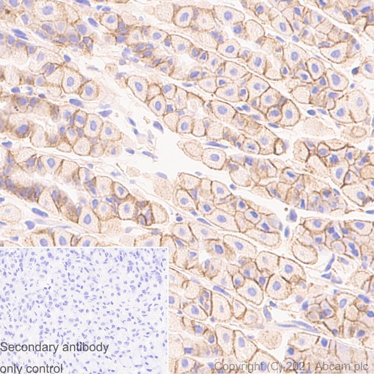 Anti-Sodium Potassium ATPase antibody [EP1845Y] - Rat IgG2a (Chimeric)(AB283345)