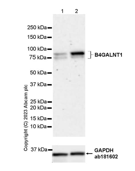 B4galnt1 Antibody Epr28064 64 Ab314130  Western Blot Img419964