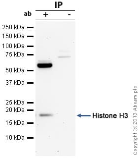 Anti-Histone H3 antibody(AB18521)