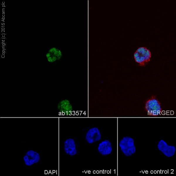 Anti-nmt55 / p54nrb antibody [EPR5270](AB133574)
